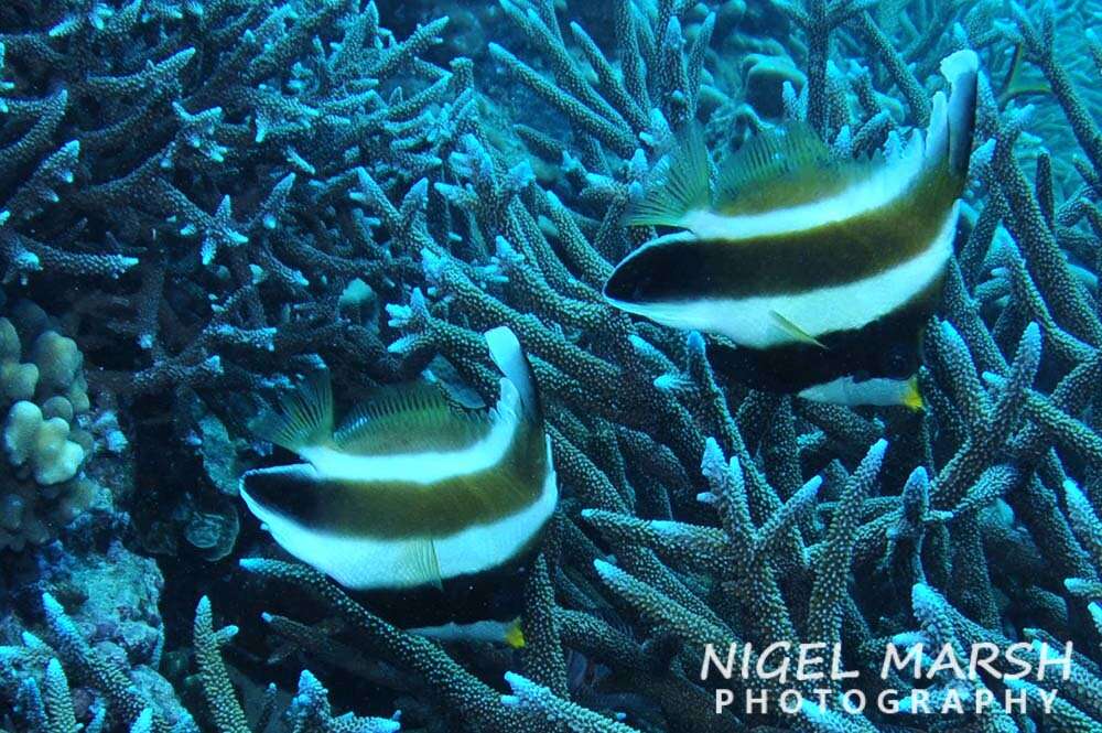 Image of Horned Bannerfish