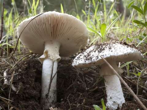 Image of Amanita gracilior Bas & Honrubia 1982