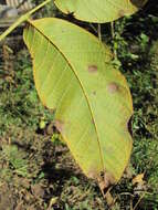 Ophiognomonia leptostyla (Fr.) Sogonov 2008的圖片