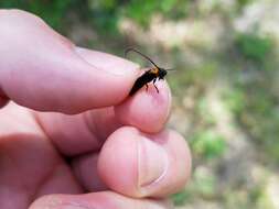 Image of Raspberry Cane Borer