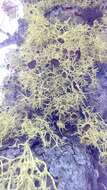 Image of Brown-eyed wolf lichen