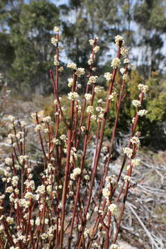 Image of Leptomeria glomerata F. Müll. ex Hook. fil.