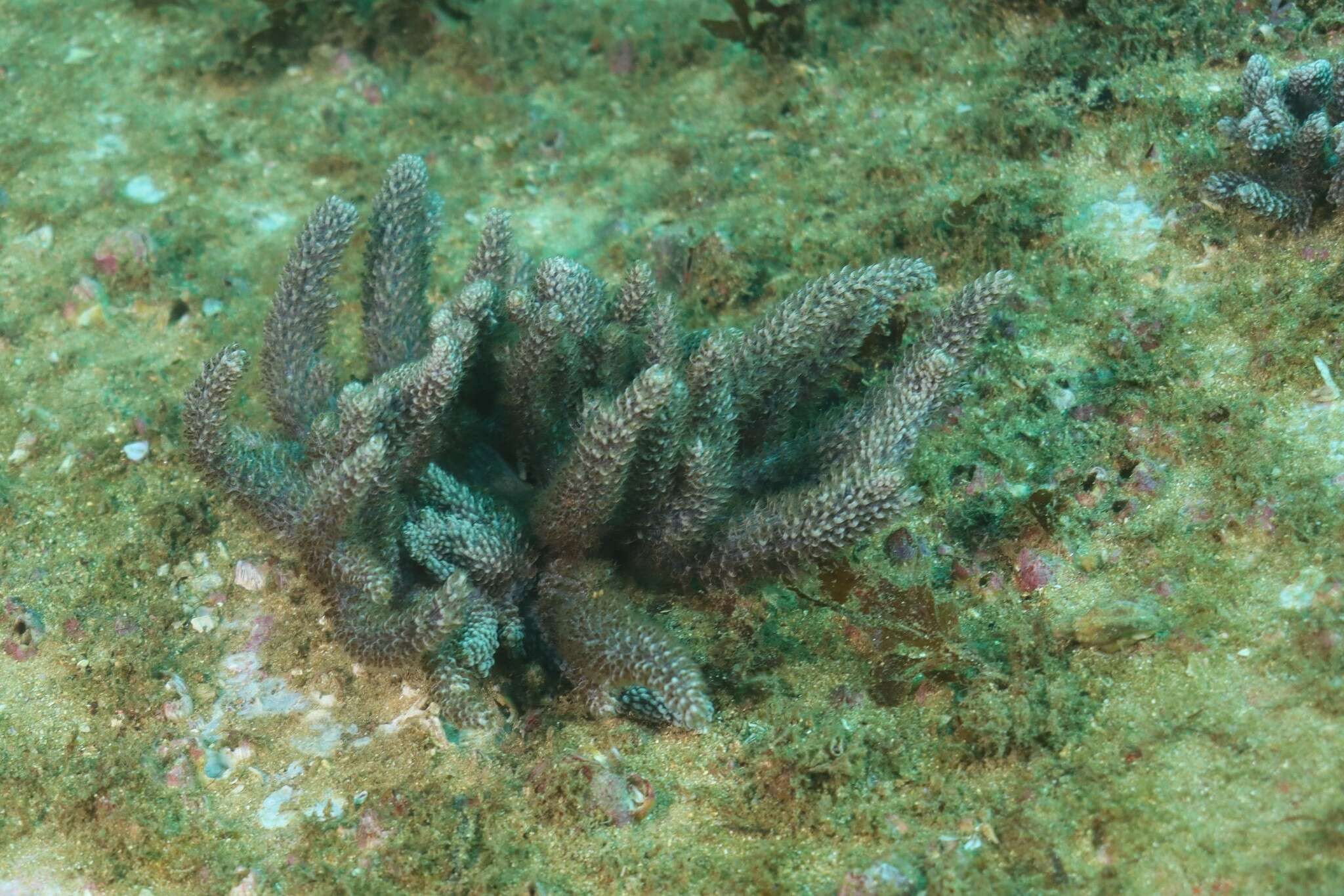 Image of Capnella gaboensis Verseveldt 1977