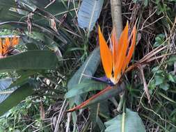 Image of Bird of paradise plant