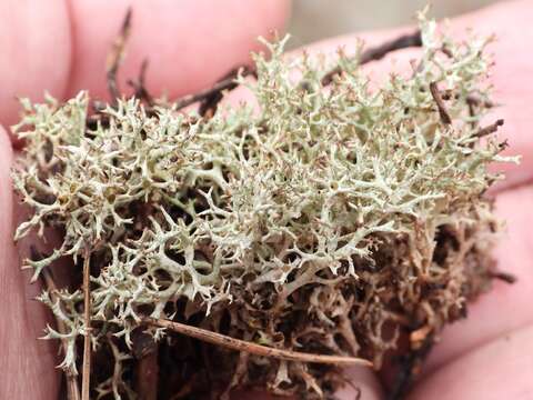 Image of Cladonia uncialis subsp. uncialis (L.) Weber ex F. H. Wigg.