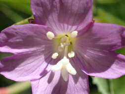 Image of Epilobium duriaei Godron