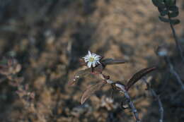 Image of Delosperma hollandii L. Bol.