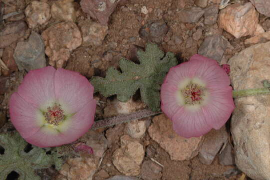 Imagem de Sphaeralcea philippiana Krapov.