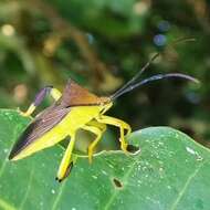 Image of Melucha acutispina Breddin 1903