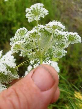 Image of Ammi majus L.