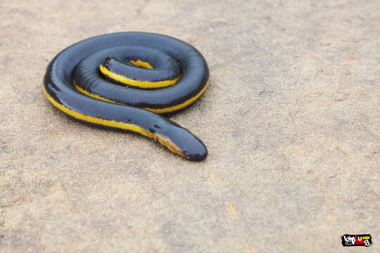 Image of Koa Tao Island Caecilian