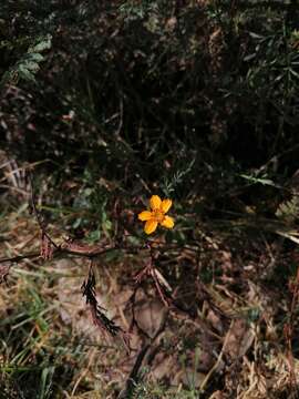 Plancia ëd Dyssodia tagetiflora Lag.