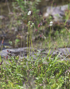 Image of Triantha japonica (Miq.) Baker