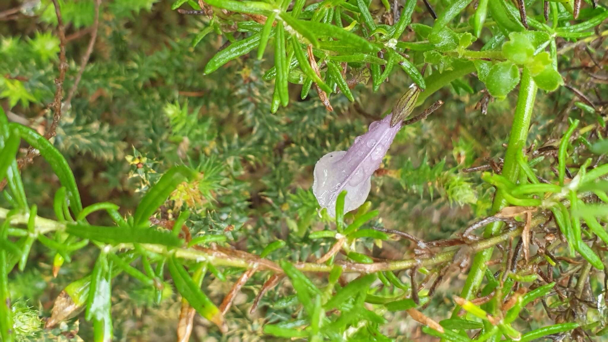 Image of Prostanthera chlorantha (F. Muell.) Benth.