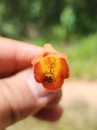 Image of Sinningia sceptrum (Mart.) Wiehler