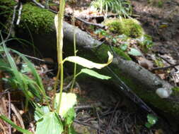 Image of Phyteuma ovatum subsp. pseudospicatum Pignatti