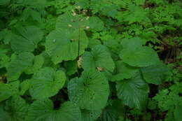 Imagem de Pachyphragma macrophyllum (Hoffm.) N. Busch