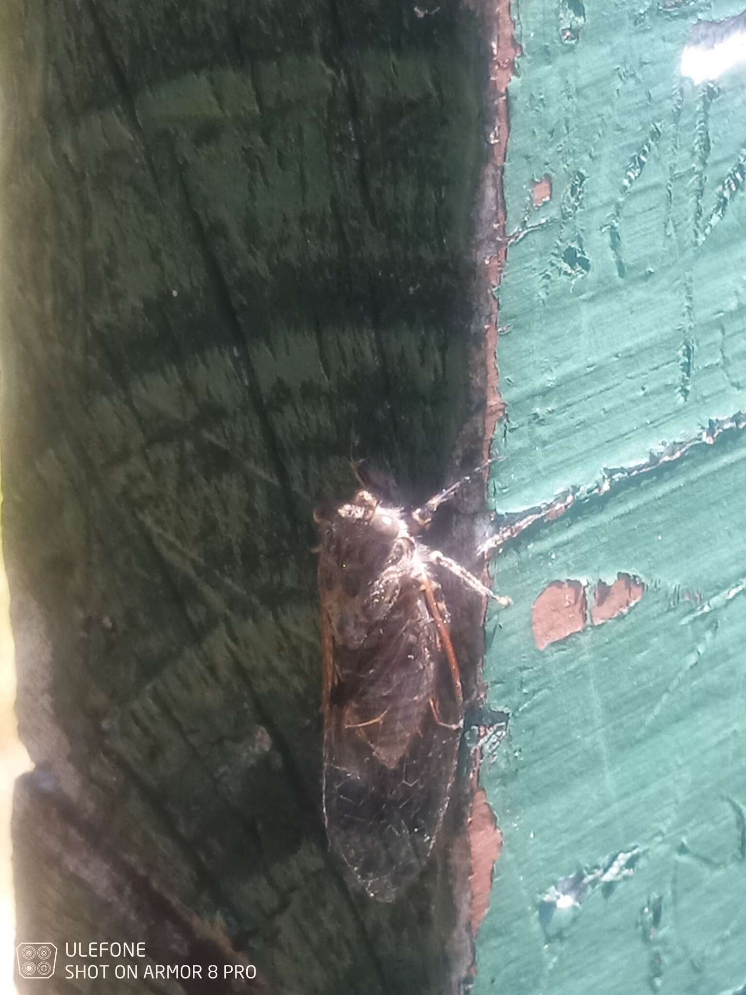 Image of chirping cicada