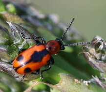 Image of <i>Crioceris quinquepunctata</i>