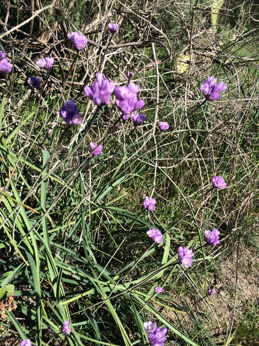 صورة Dichelostemma capitatum (Benth.) Alph. Wood