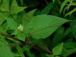 Image of Ageratina roanensis