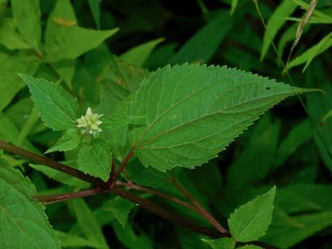 Image of Ageratina roanensis