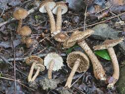 Image of Inocybe hystrix (Fr.) P. Karst. 1879