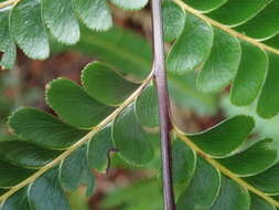 Image of Nesolindsaea kirkii (Hook.) Lehtonen & Christenh.