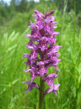 Image de Dactylorhiza sibirica Efimov