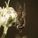 Australiphthiria hilaris (Walker 1852)的圖片