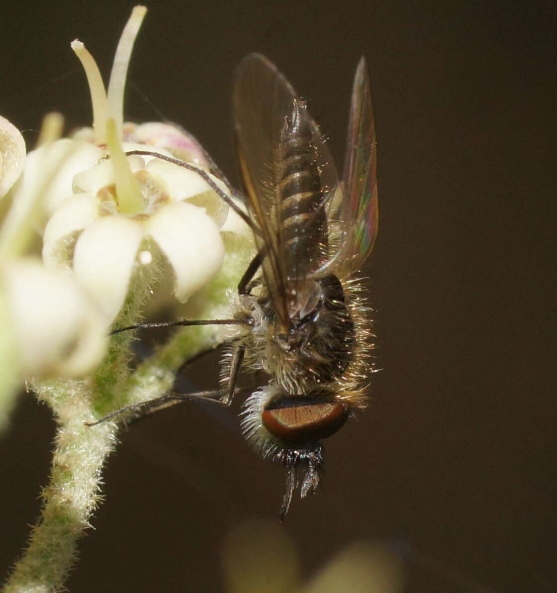 Image of Australiphthiria