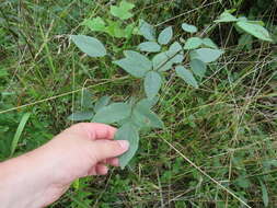 Imagem de Desmodium laevigatum (Nutt.) DC.