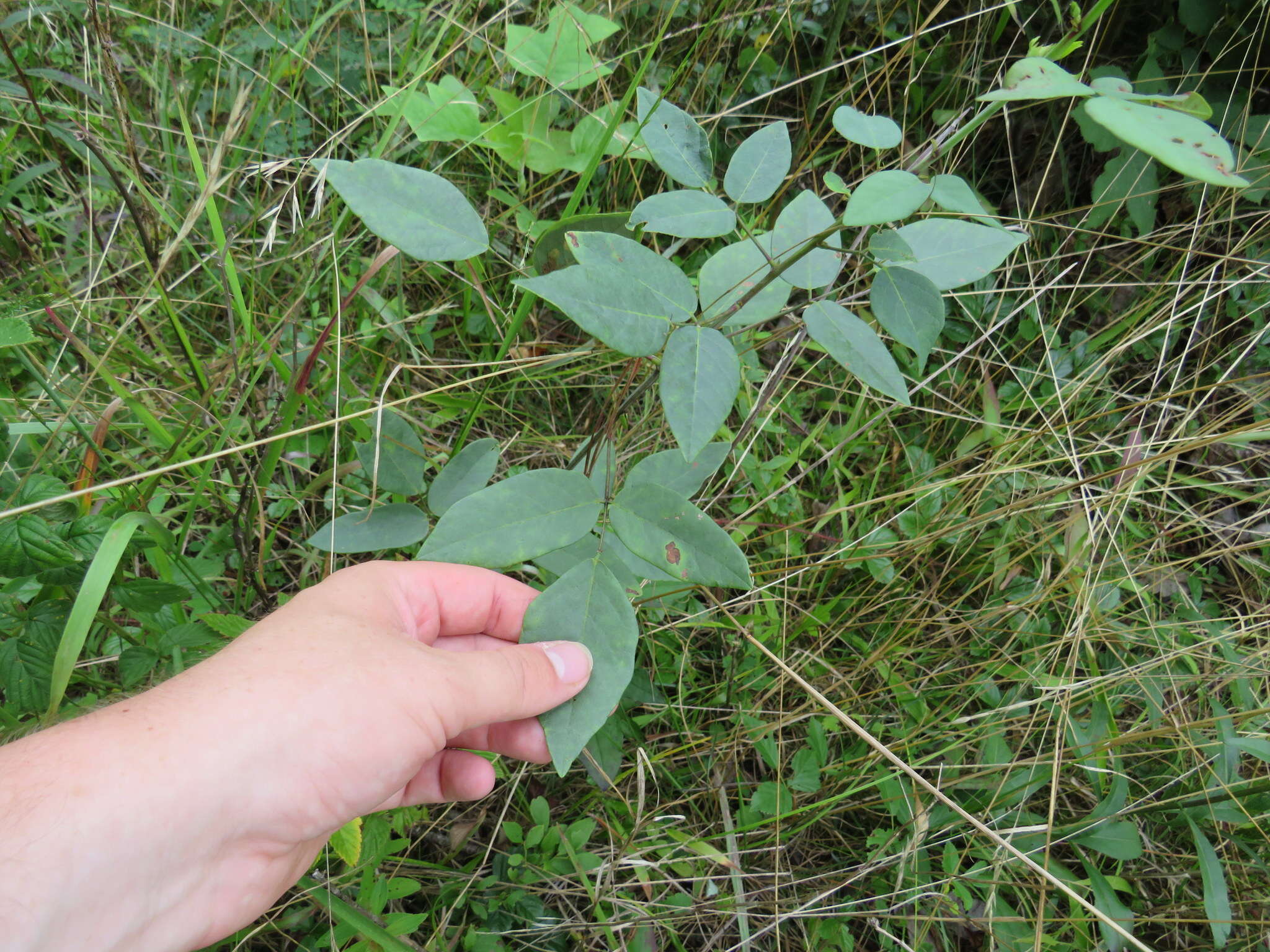 Image of smooth ticktrefoil