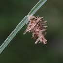 Image of Grass bagworm
