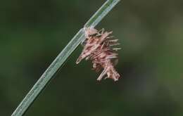 Image of Grass bagworm