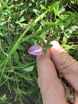 Image of Gray's milkpea