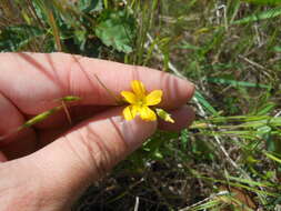 Image of slender yellow woodsorrel