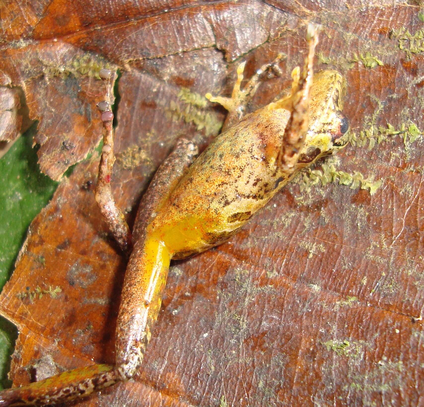 Слика од Pristimantis pteridophilus (Lynch & Duellman 1997)