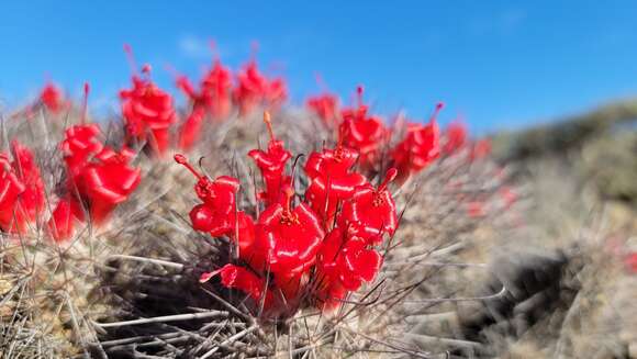 Image of Mammillaria pondii Greene