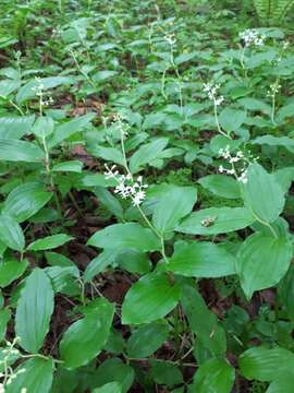 Слика од Maianthemum japonicum (A. Gray) La Frankie