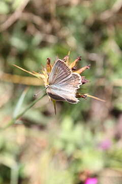 Image of Polyommatus daphnis