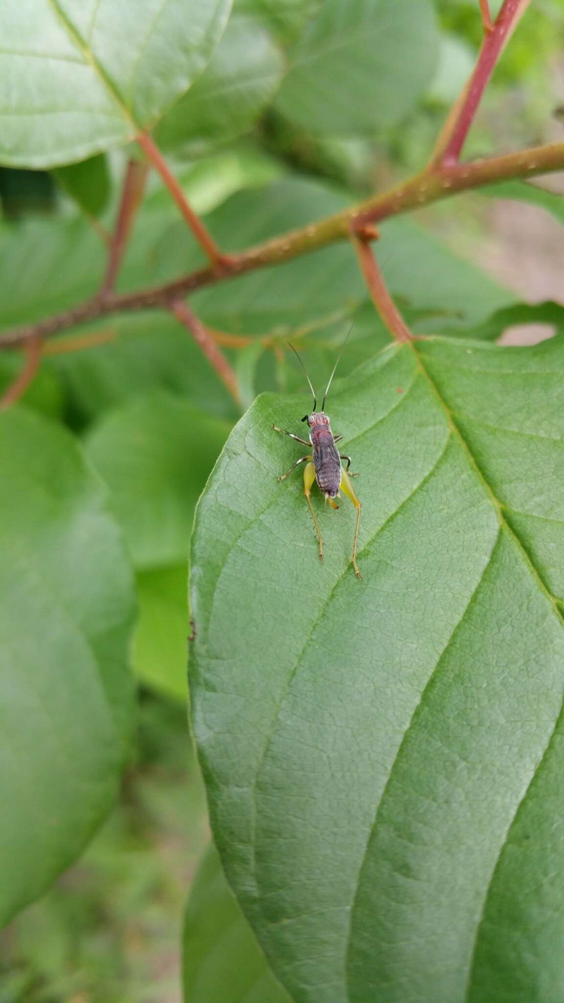 Слика од Phyllopalpus