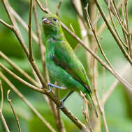 Image of Rufous-winged Tanager