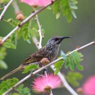 Plancia ëd Calliandra surinamensis Benth.