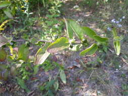 Image of Dasistoma macrophyllum (Nutt.) Raf.