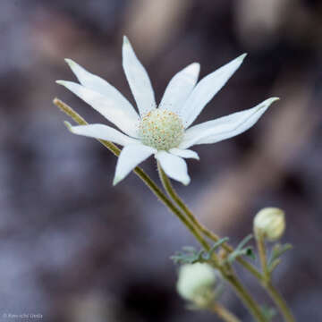 Imagem de Actinotus helianthi Labill.