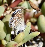 Image of Eastern Pygmy- Blue