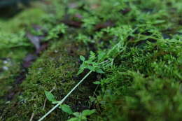 Image of Stellaria flaccida Hook.