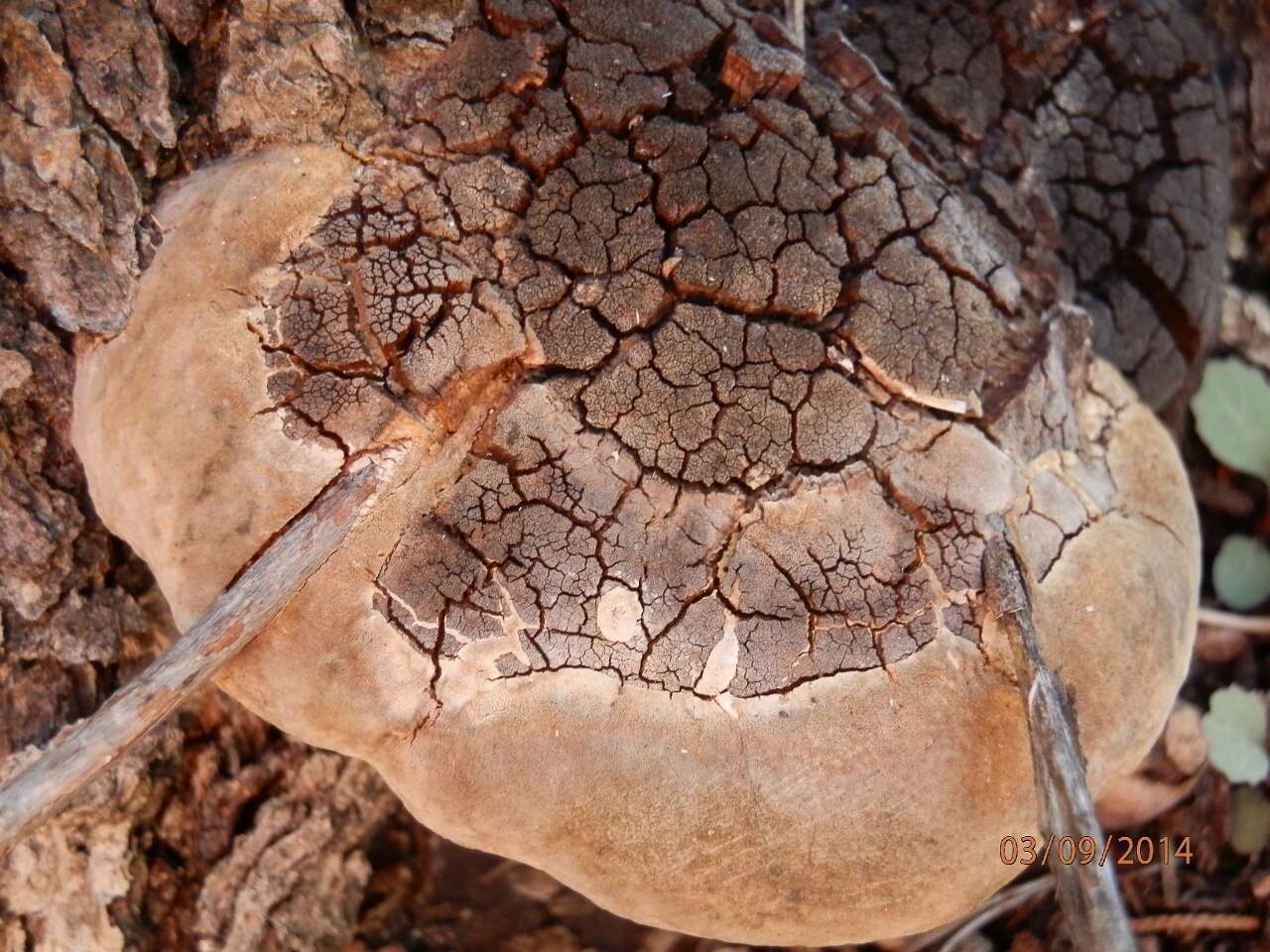 Imagem de Phellinus everhartii (Ellis & Galloway) A. Ames 1913