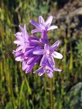 Sivun Dichelostemma multiflorum (Benth.) A. Heller kuva